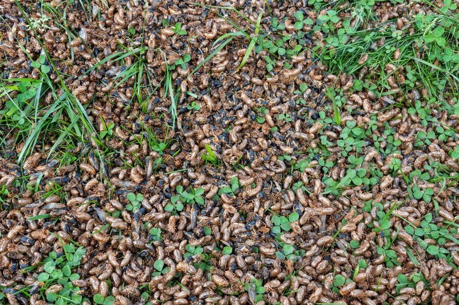 Can Cicadas Affect My HVAC System?