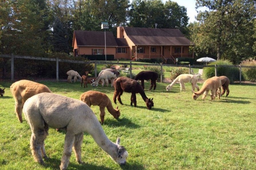 Living the Sustainable Small Farm Dream: Alpaca Breeding in the Midwest